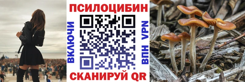 цена Судогда Галлюциногенные грибы Psilocybine cubensis